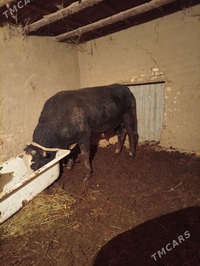 okuz - Baýramaly - img 1