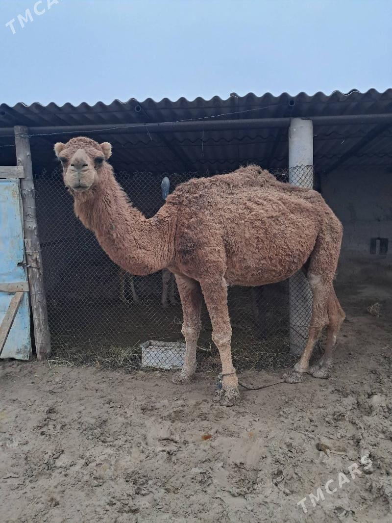 Bogaz Düýe - Кака - img 1