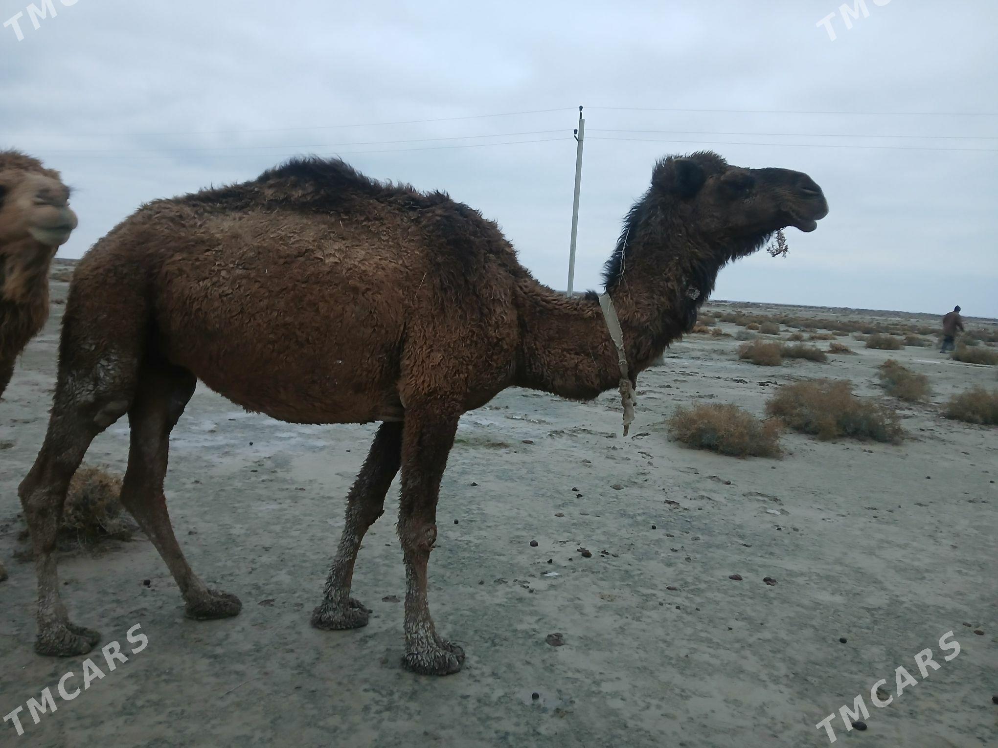 kosekli duye - Кака - img 1