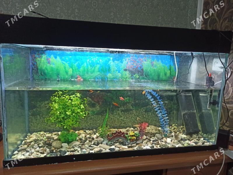 Akwarium - Гарадамак - img 1