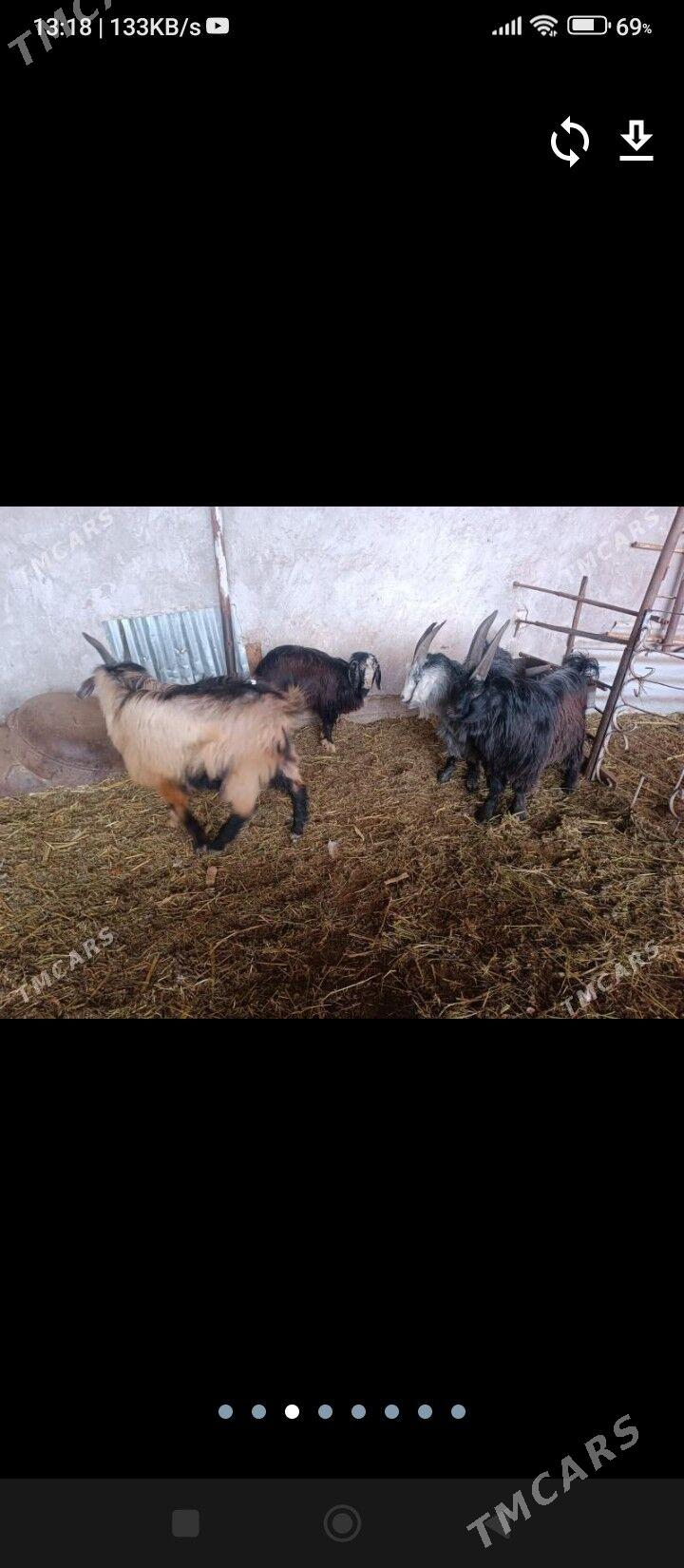 geçi we teke - Farap - img 1