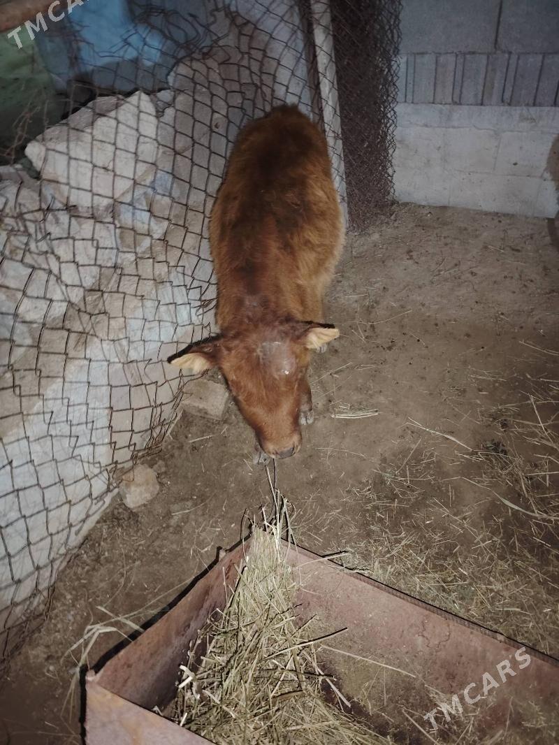 Tuwe - Bäherden - img 1