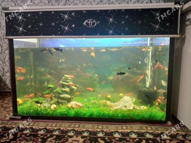 balyk - Дашогуз - img 1