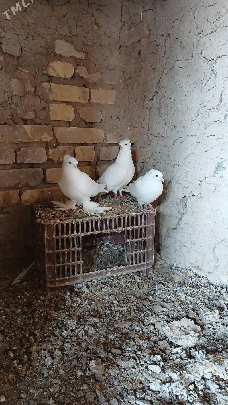 kepderi - Mary - img 1