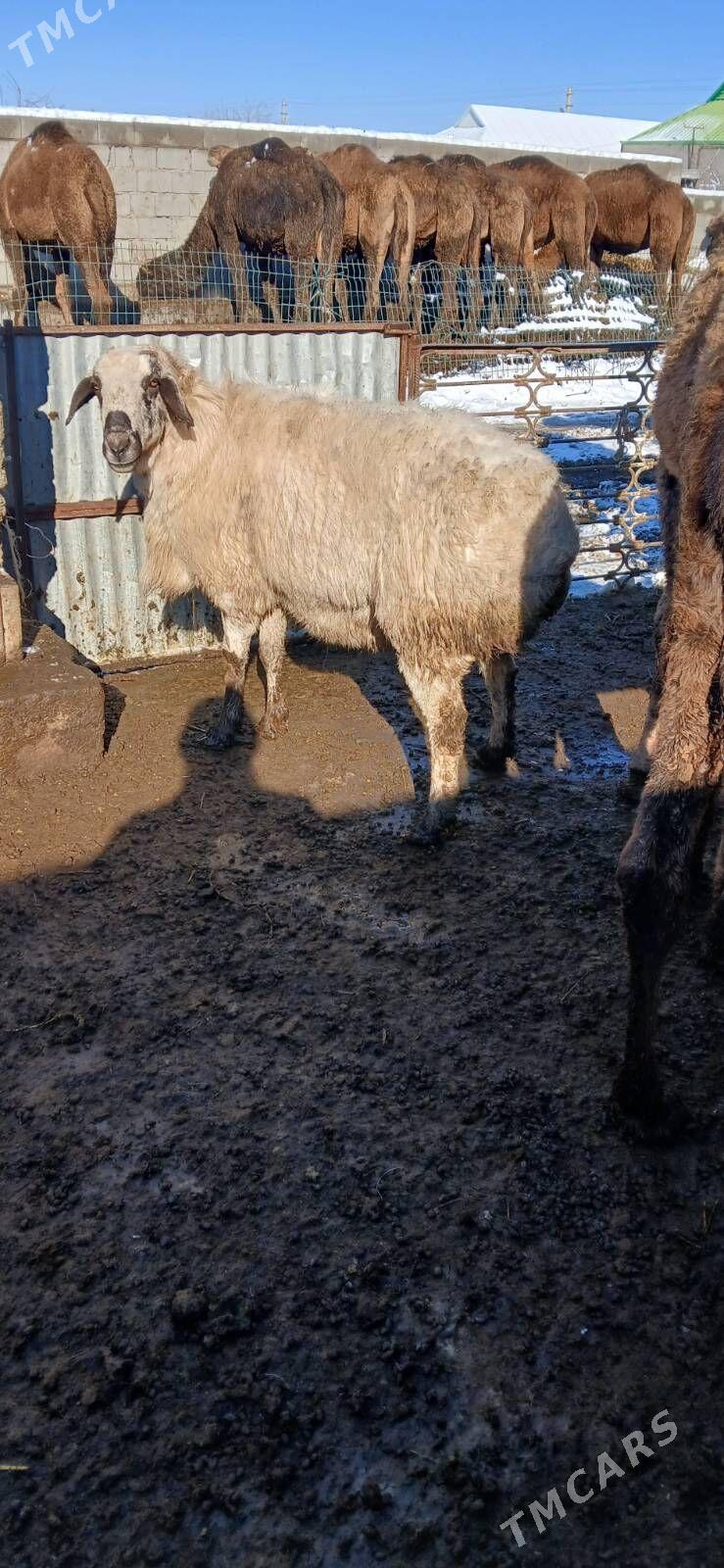 goc - Бахарден - img 1