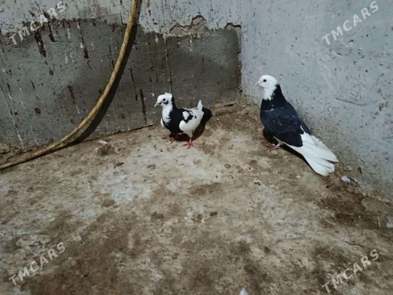 kepderi. - Гызыларбат - img 1