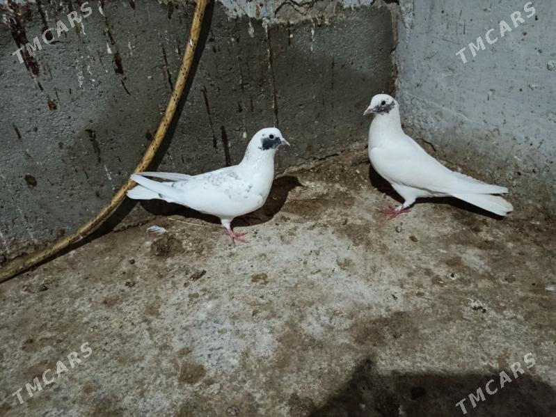 kepderi. - Гызыларбат - img 1