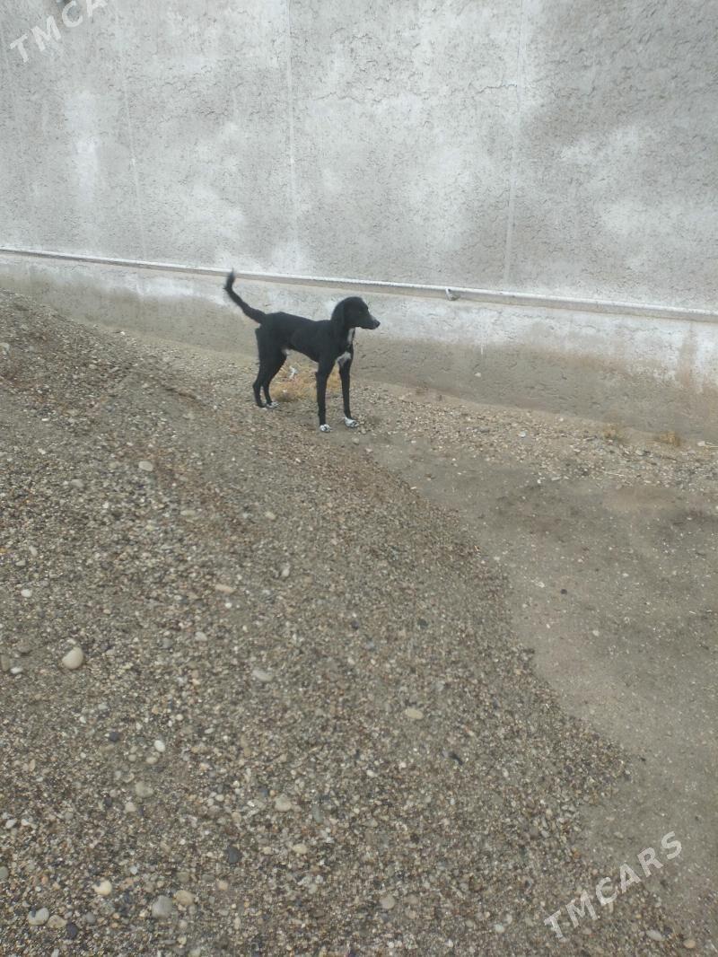 tazy - Джебел - img 1