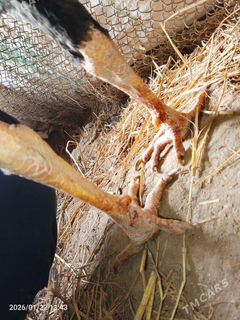 хораз - Şabat etr. - img 1