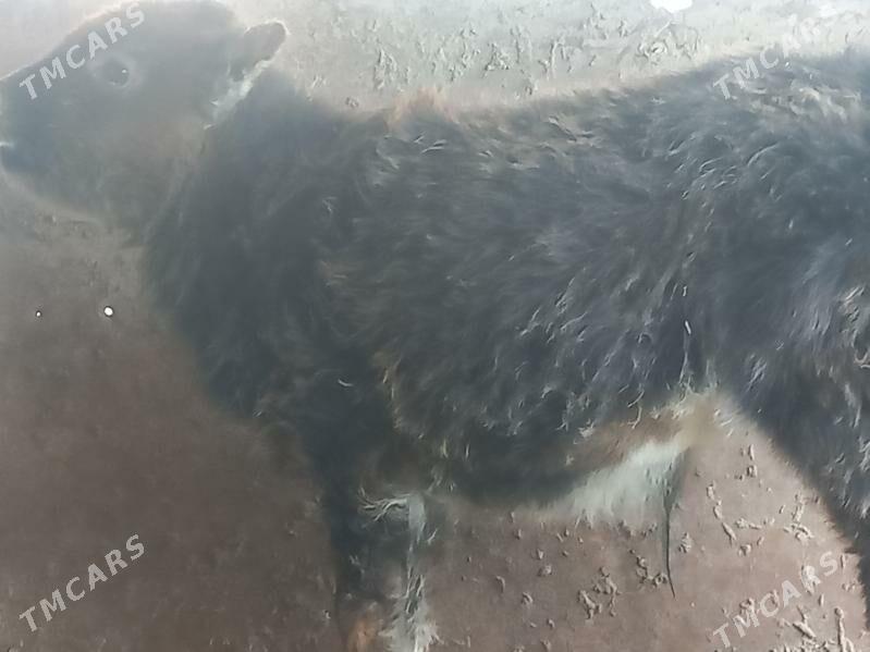 okuzçe - Гумдаг - img 1