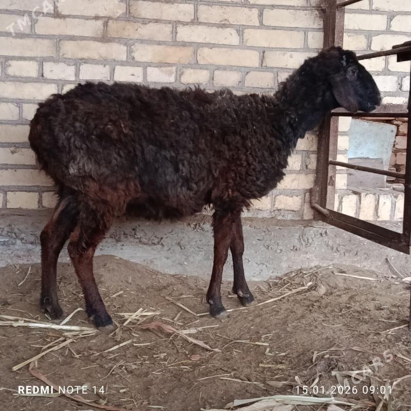 Goyun - Чарджоу - img 1