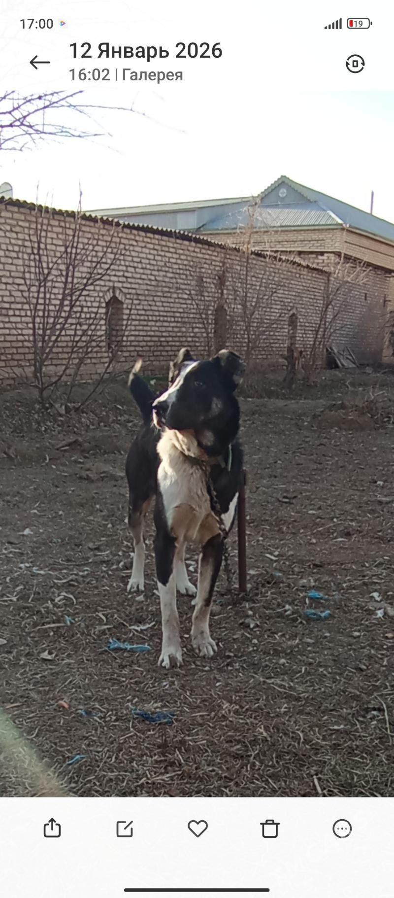 Garahan - Сакарчага - img 1