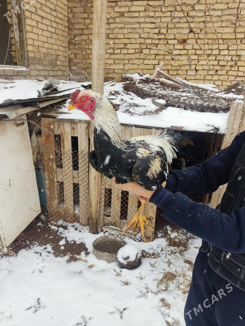 horazlar - Türkmenabat - img 1