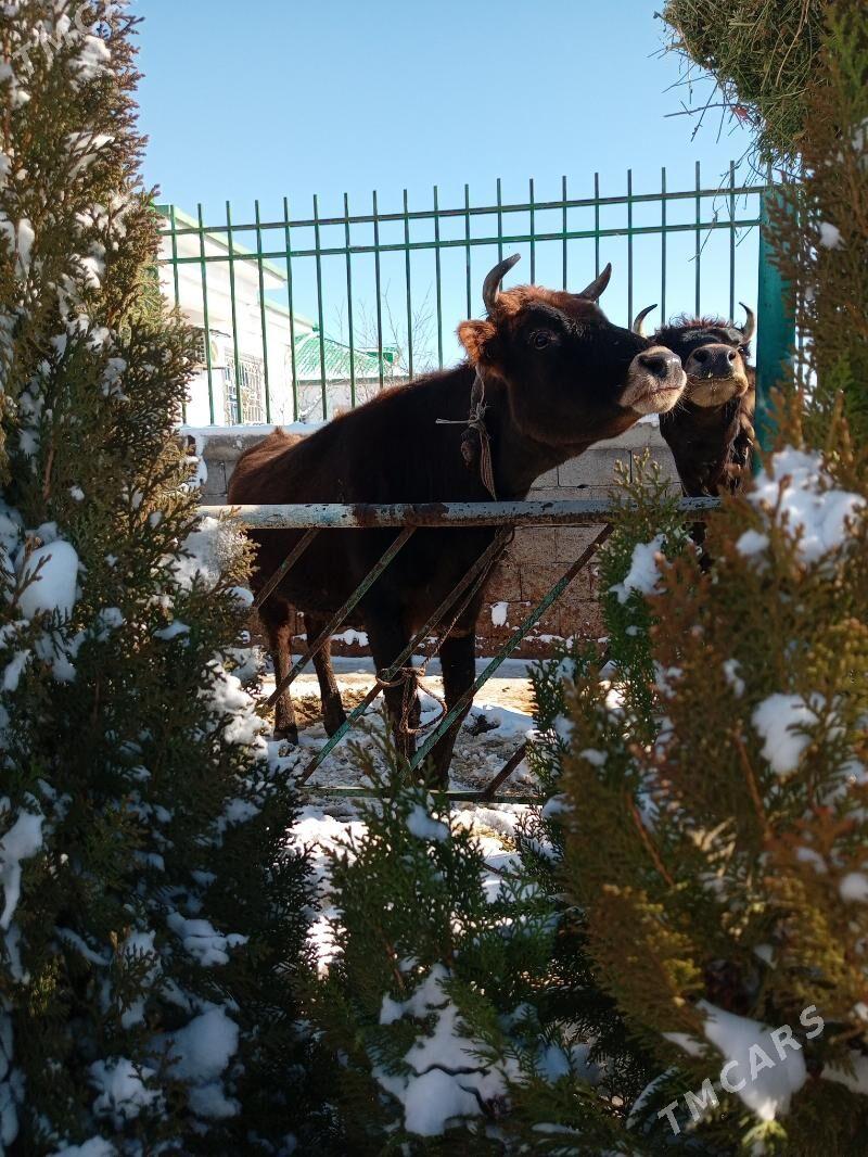 sygyr bakylan - Täze zaman - img 1