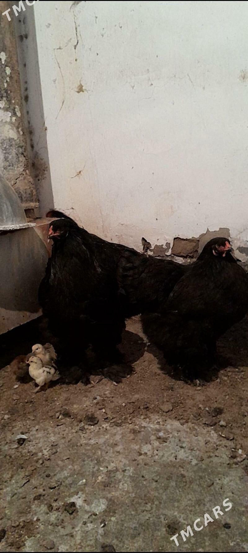 Brama horaz towuk maki - Багир - img 1