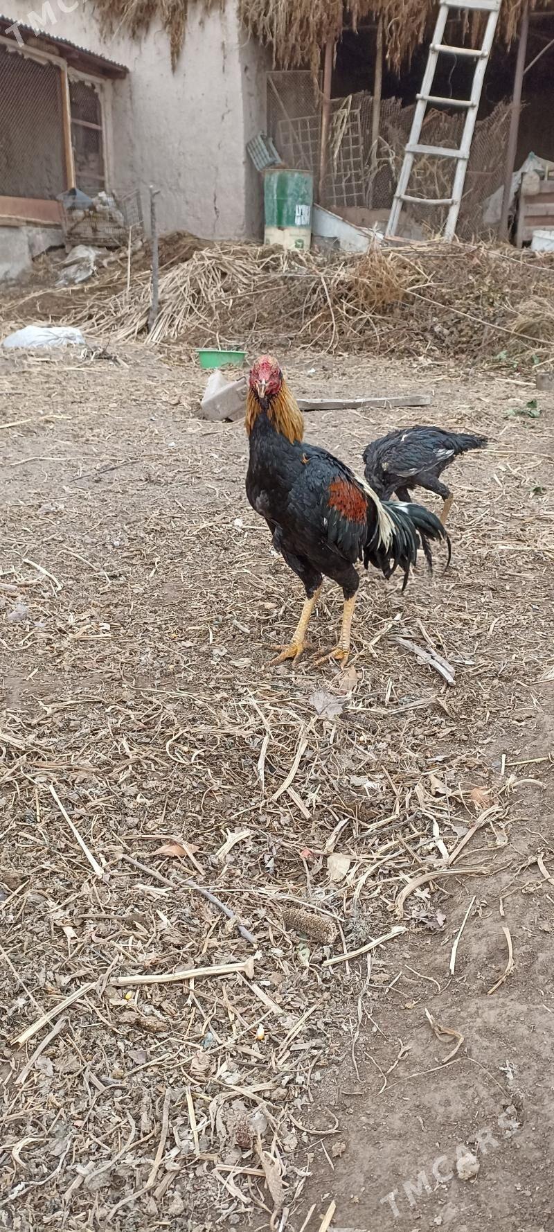 хораз парода - Шабатский этрап - img 1