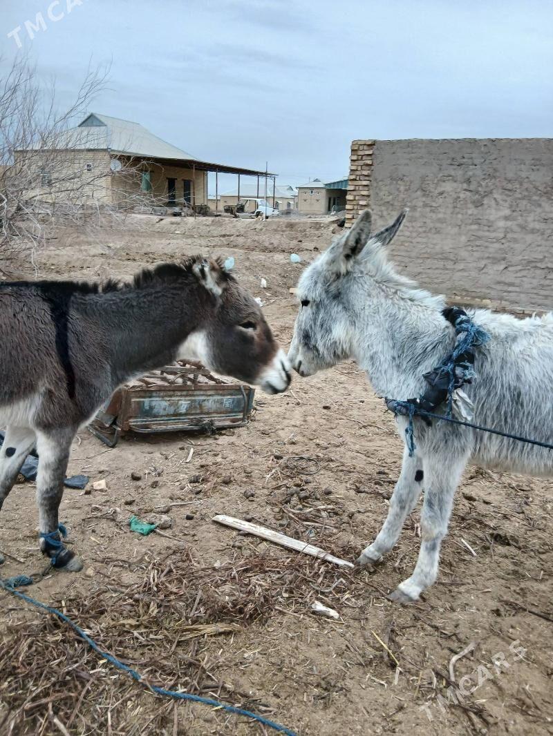 erkek eşek - Байрамали - img 1