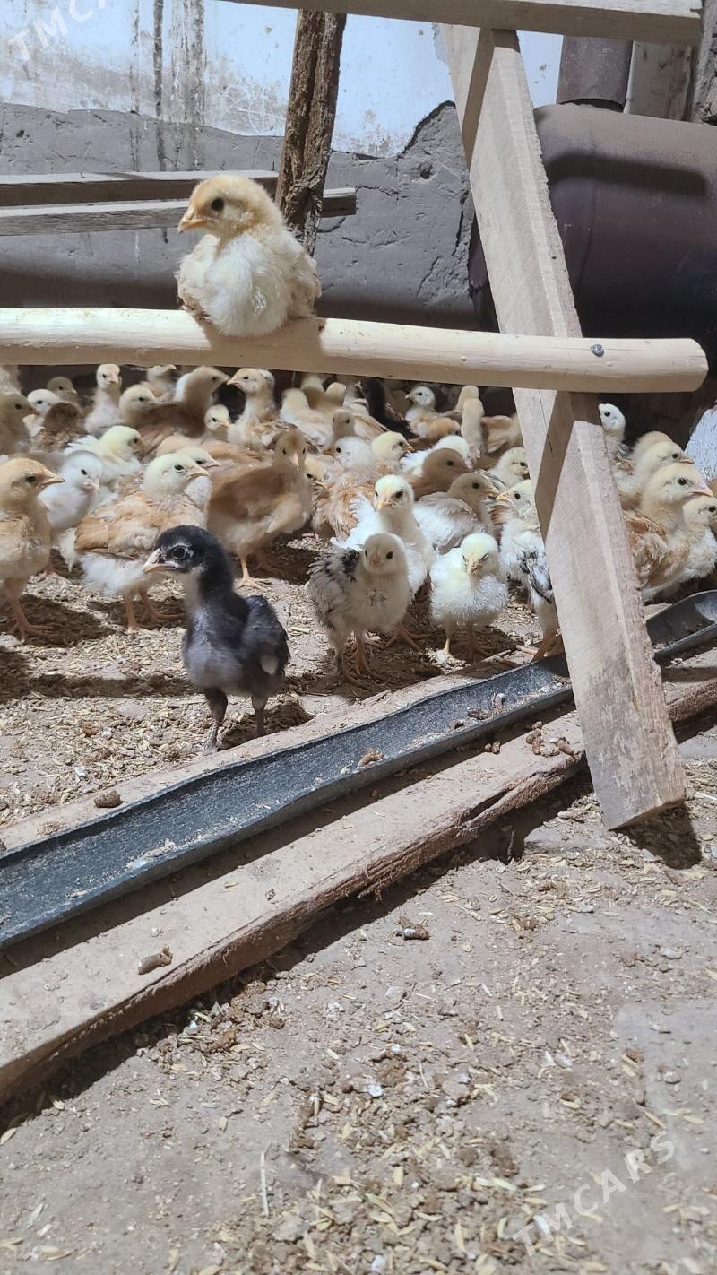 towuk juje 45 gunlik - Шабатский этрап - img 1