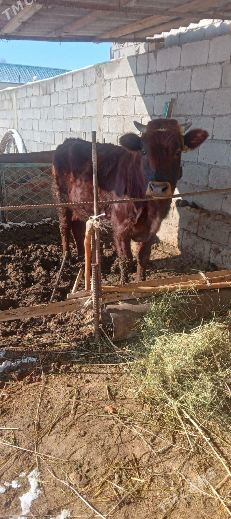 öküz - Кипджак - img 1