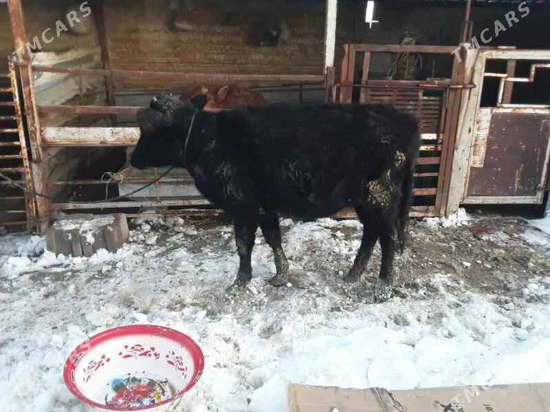 tüwe - Ak bugdaý etraby - img 1