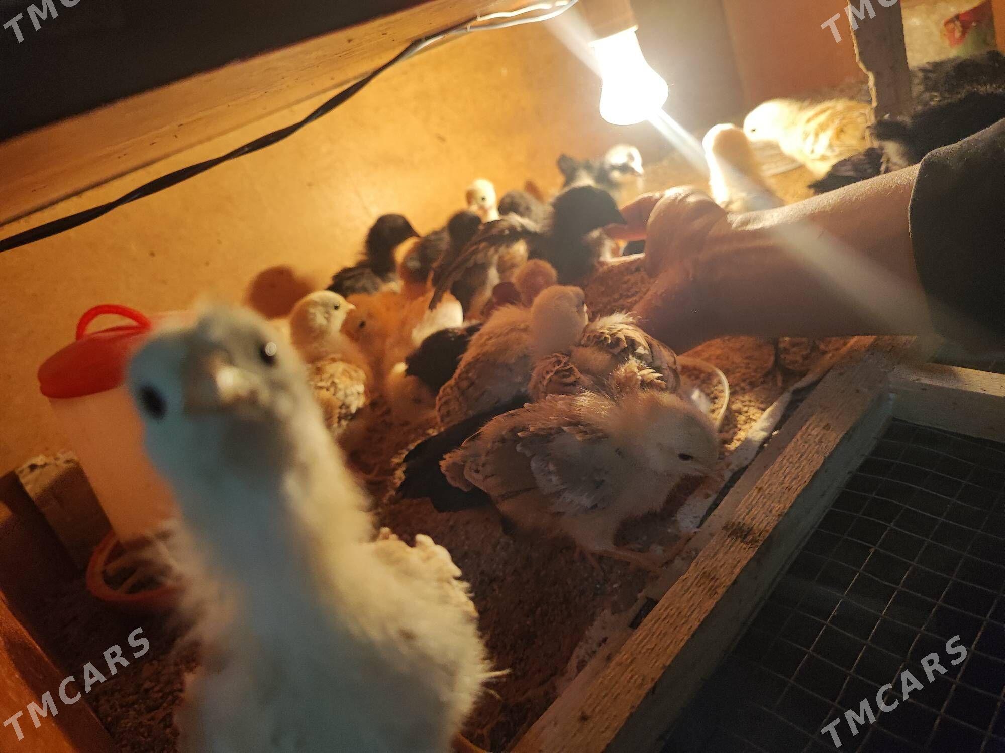 jüje - Туркменабат - img 1