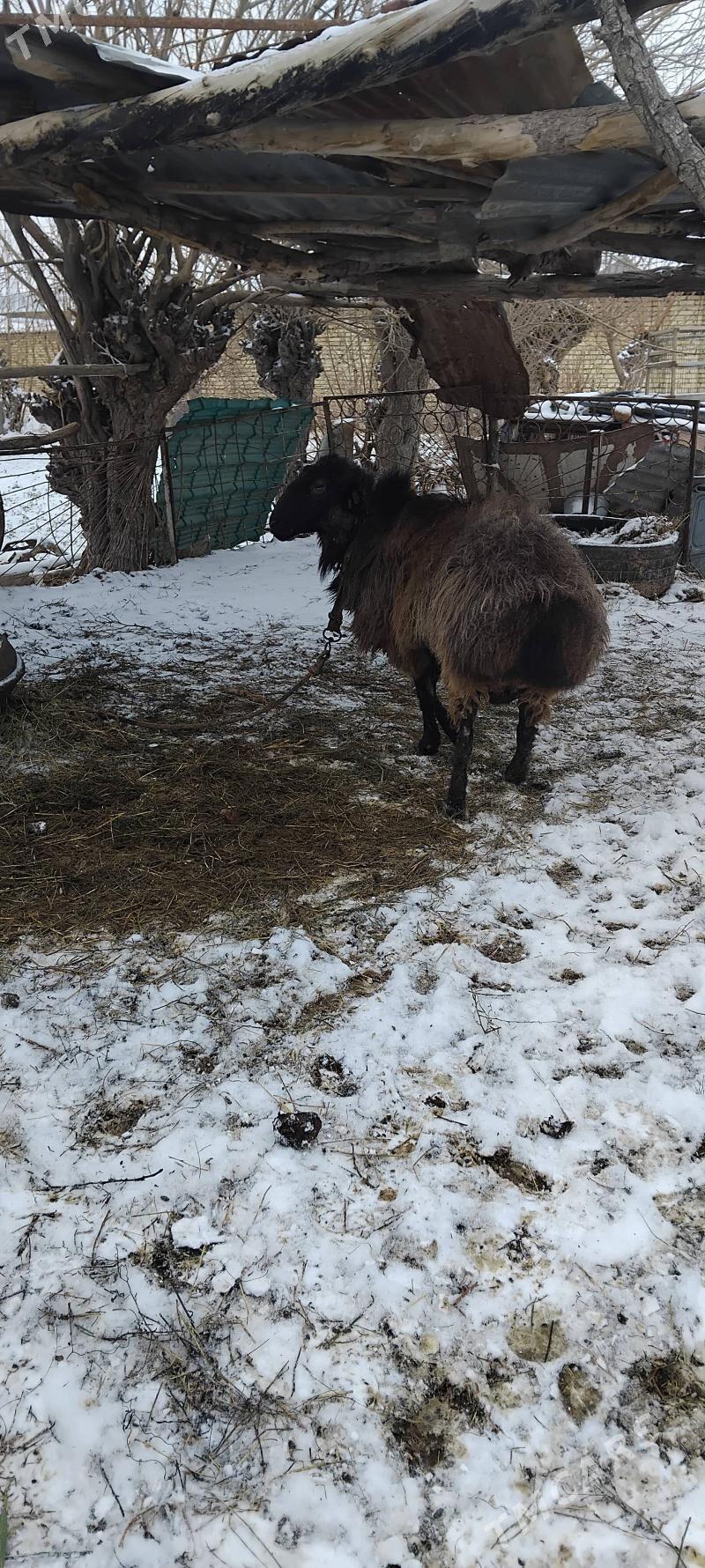 Gocgar - Чарджоу - img 1