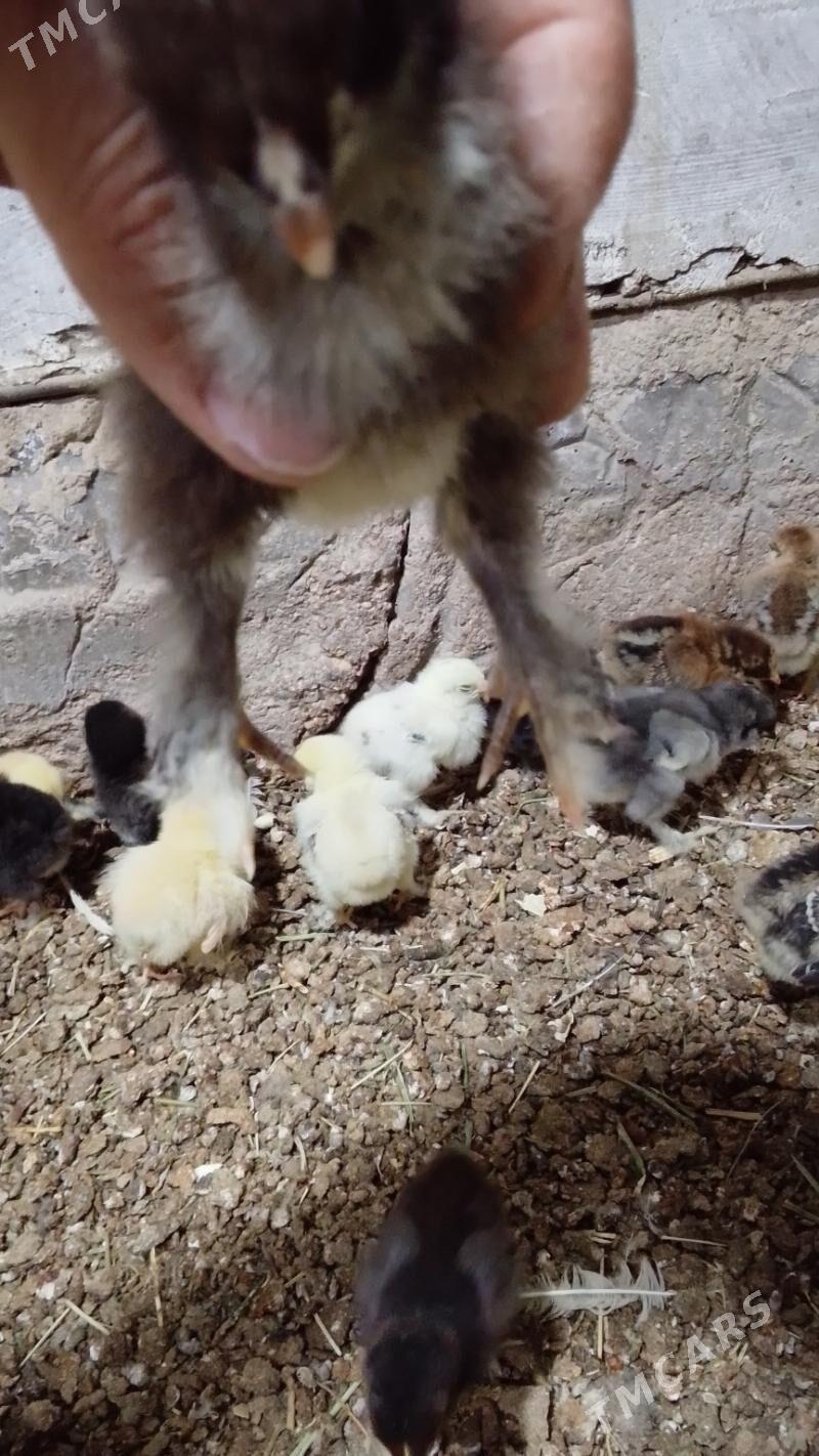 Byrama juje - Байрамали - img 1