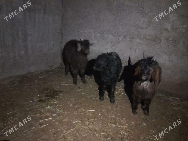 satlyk çewisler - Векильбазар - img 1