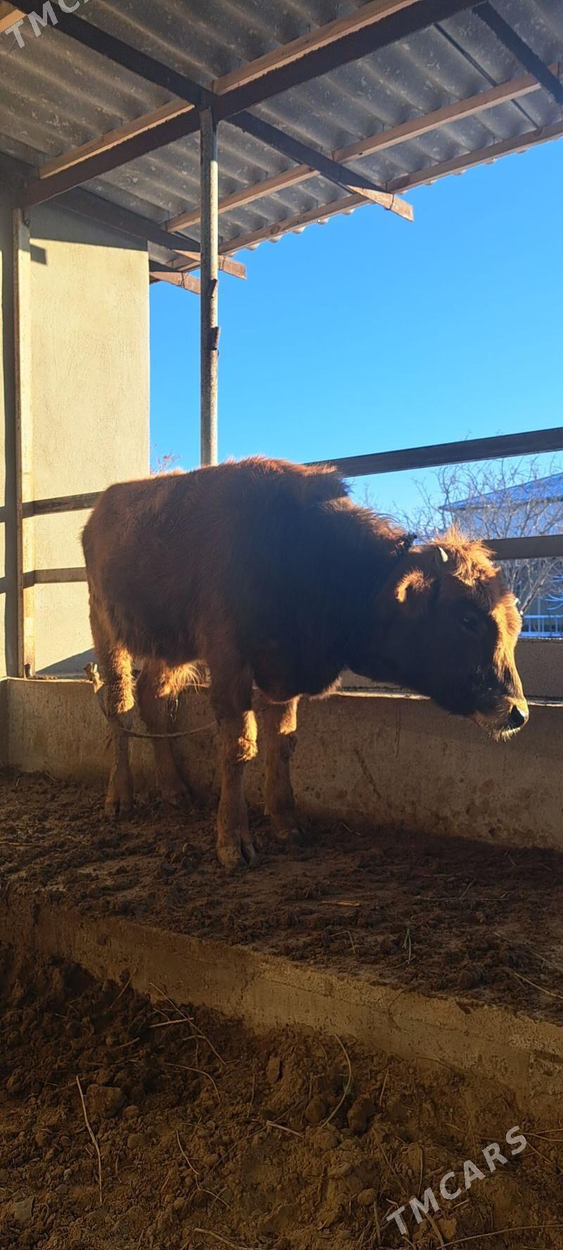 Ökuz - Гёкдепе - img 1