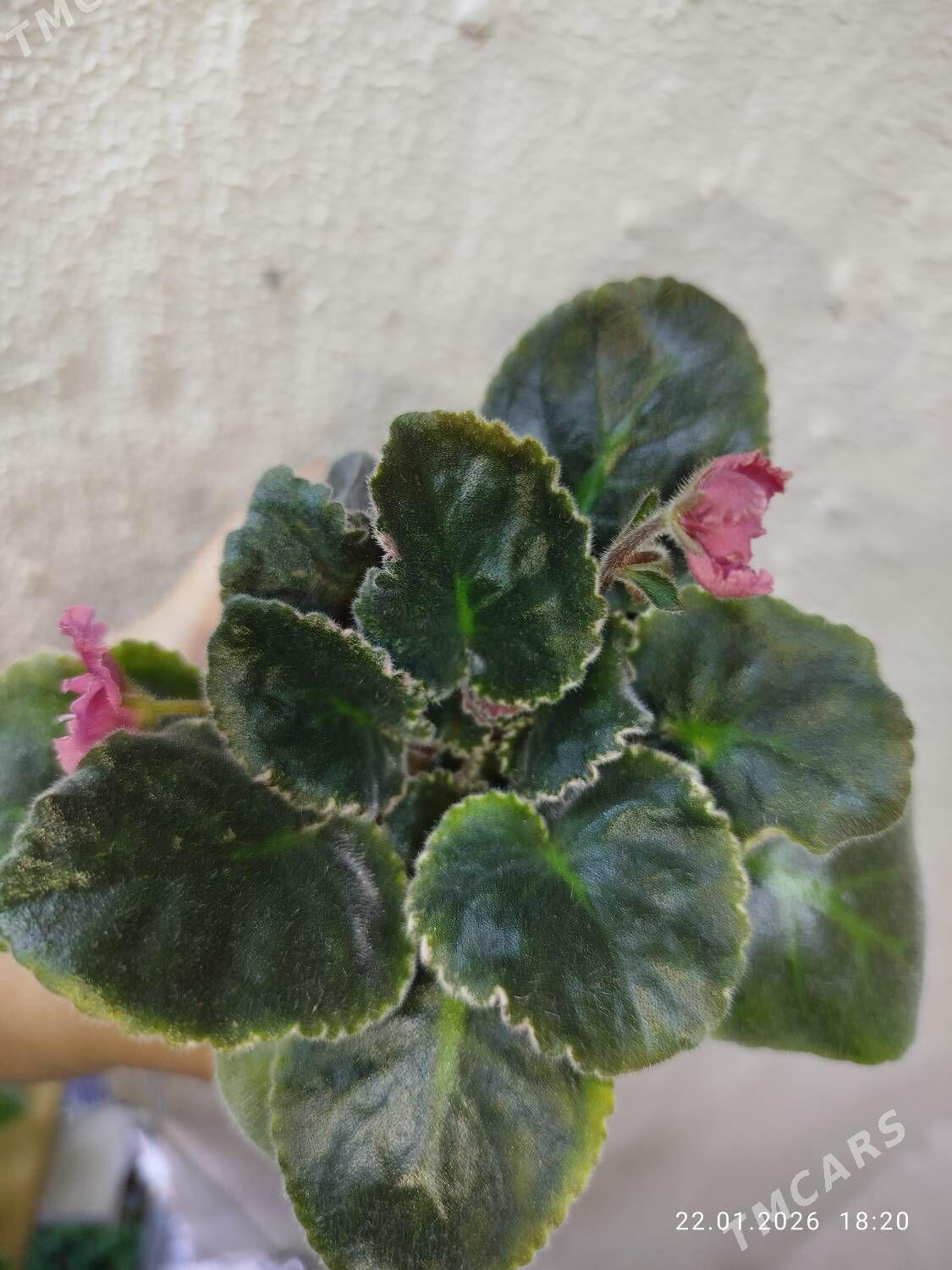 фиалка - Рухабат (90-й разьезд) - img 1