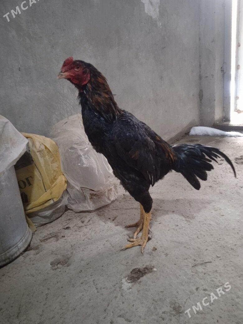 Horaz - Çärjew - img 1