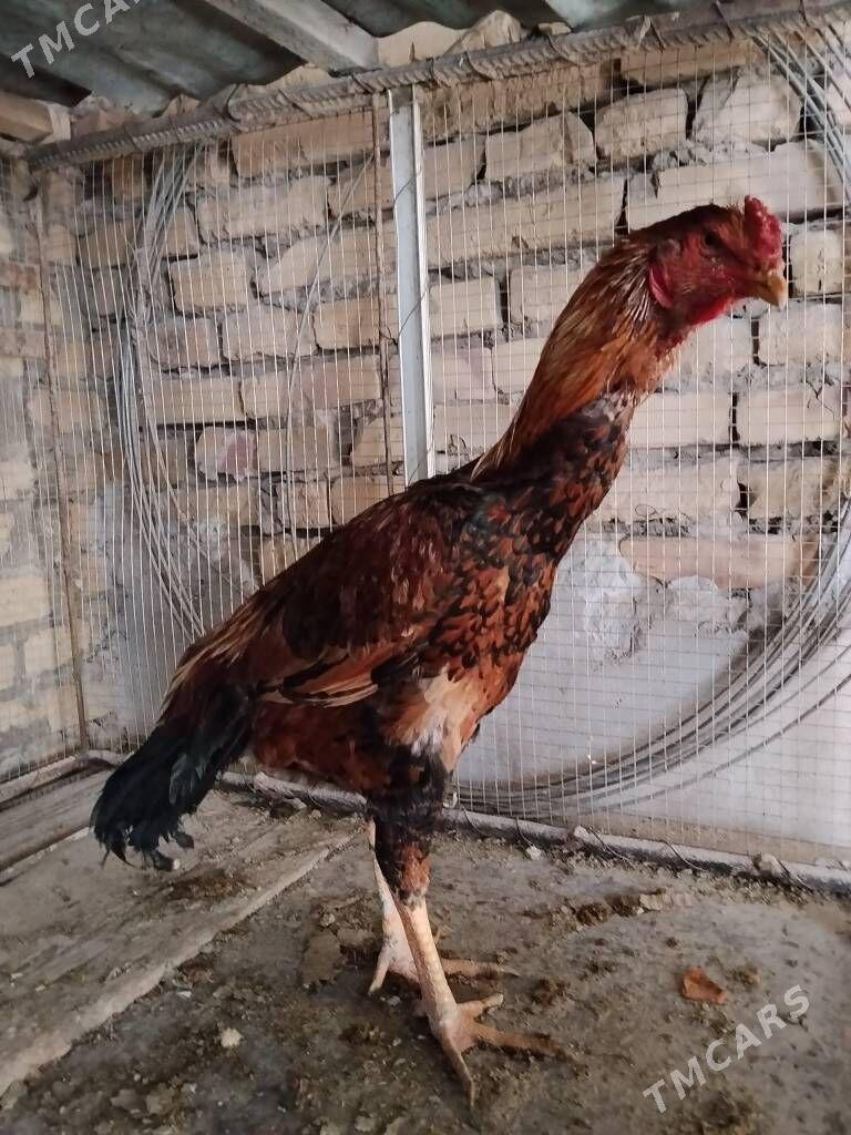 horaz - Чарджоу - img 1