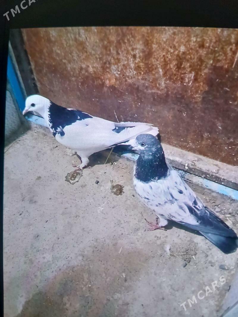 kepderi. - Gyzylarbat - img 1