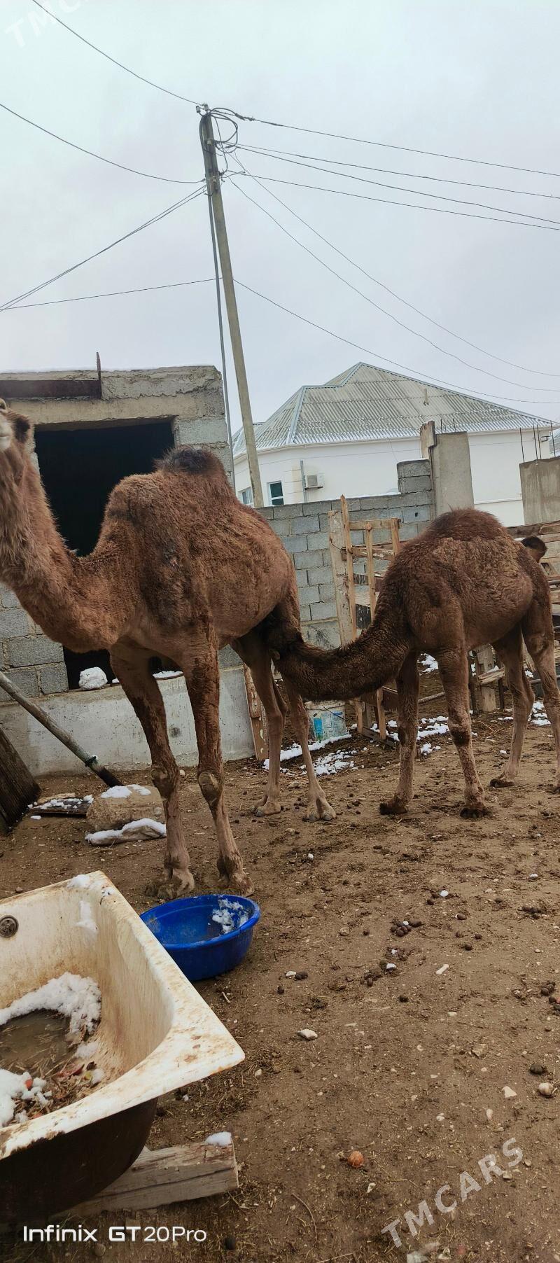 ogşuly düýe - Балканабат - img 1