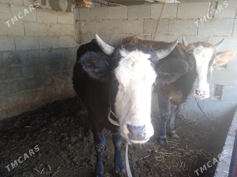 okuz tuwe - Кипджак - img 1