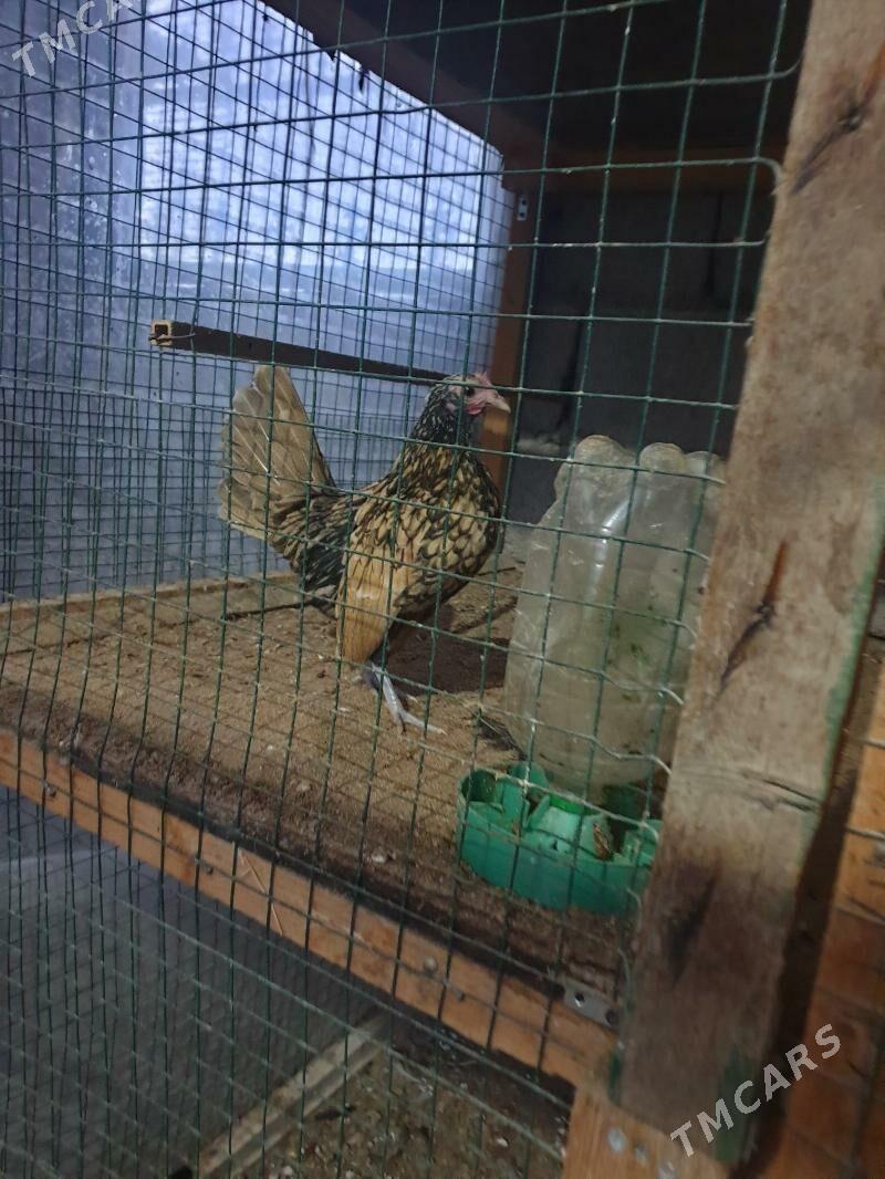 karlik prasdoy - Теджен - img 1