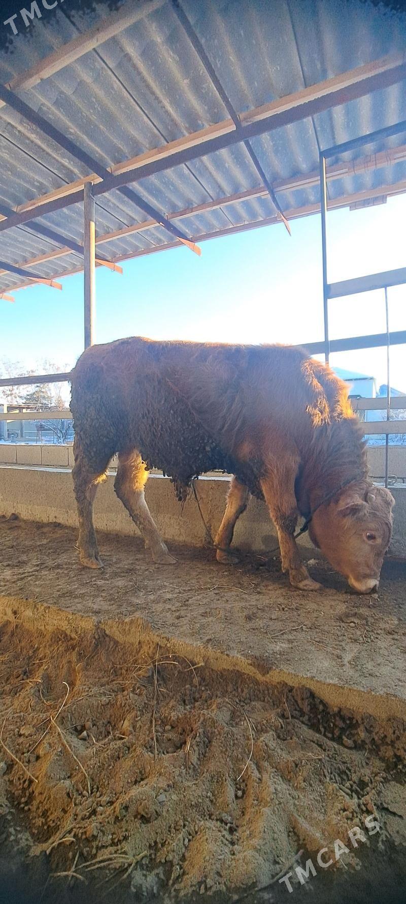 Simental Okuz - Гёкдепе - img 1