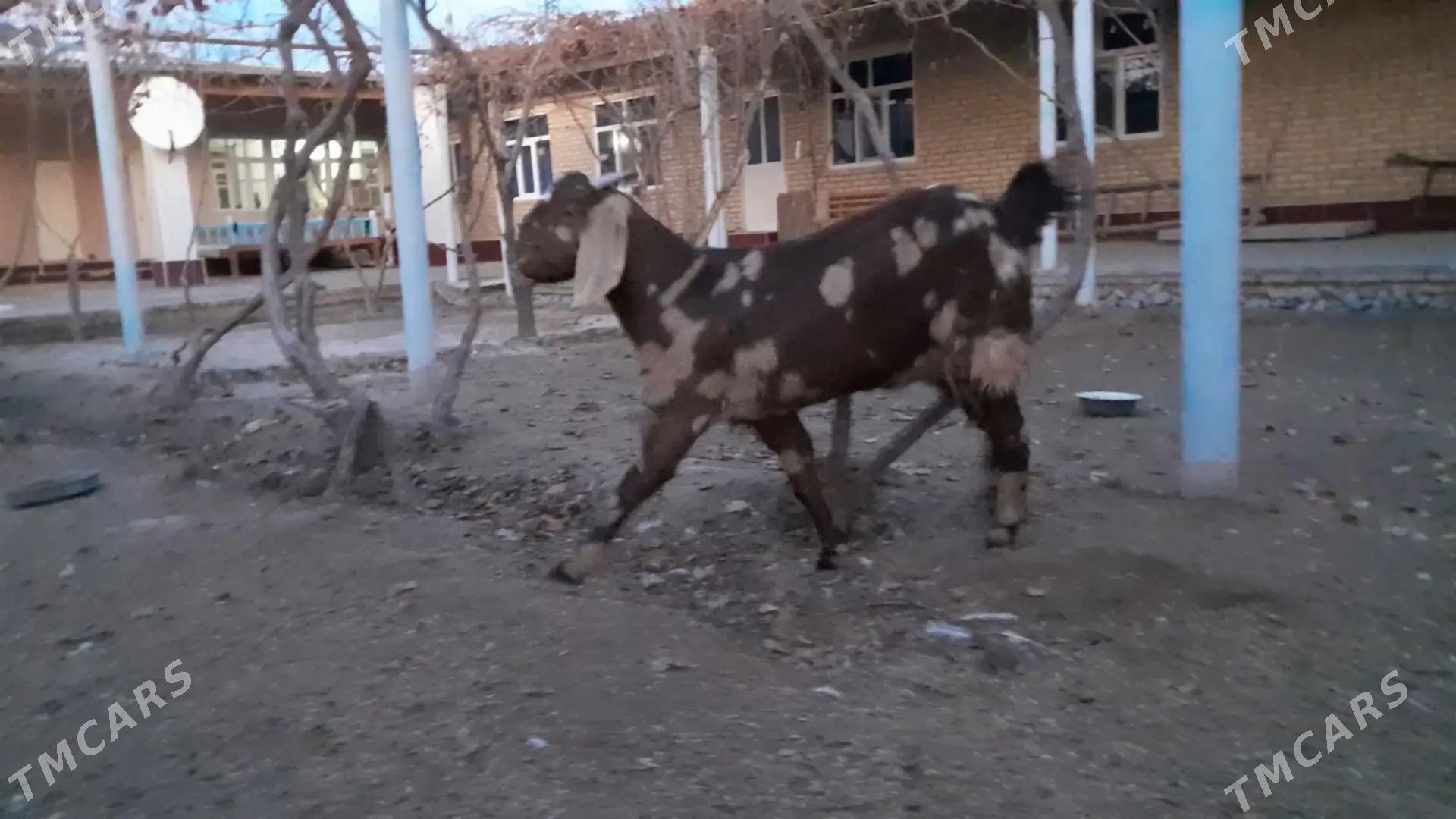 Пакистан гечи - Kerki - img 1