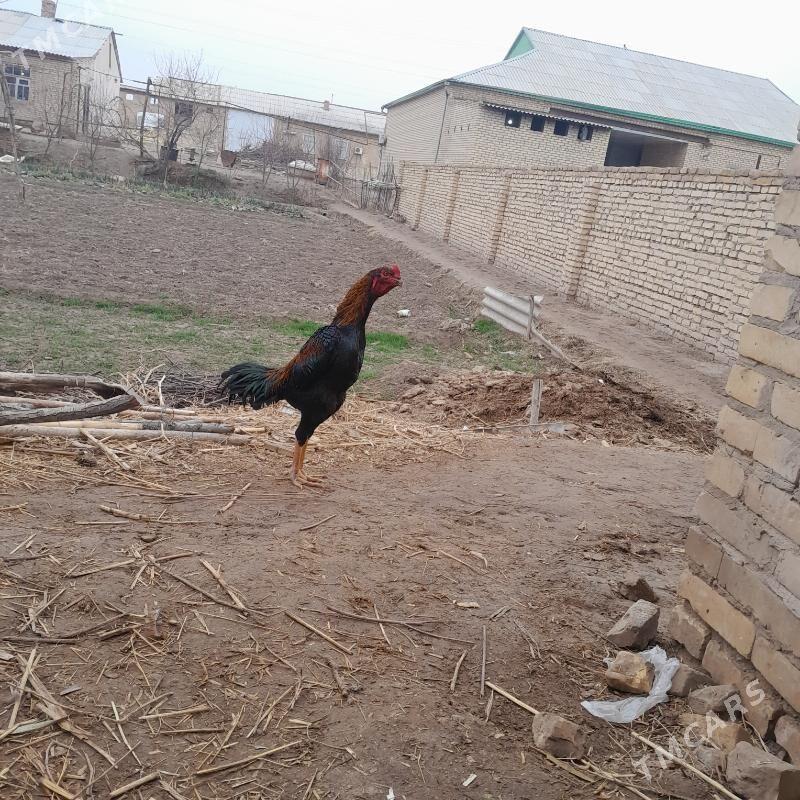 ozbek horaz - Керки - img 1