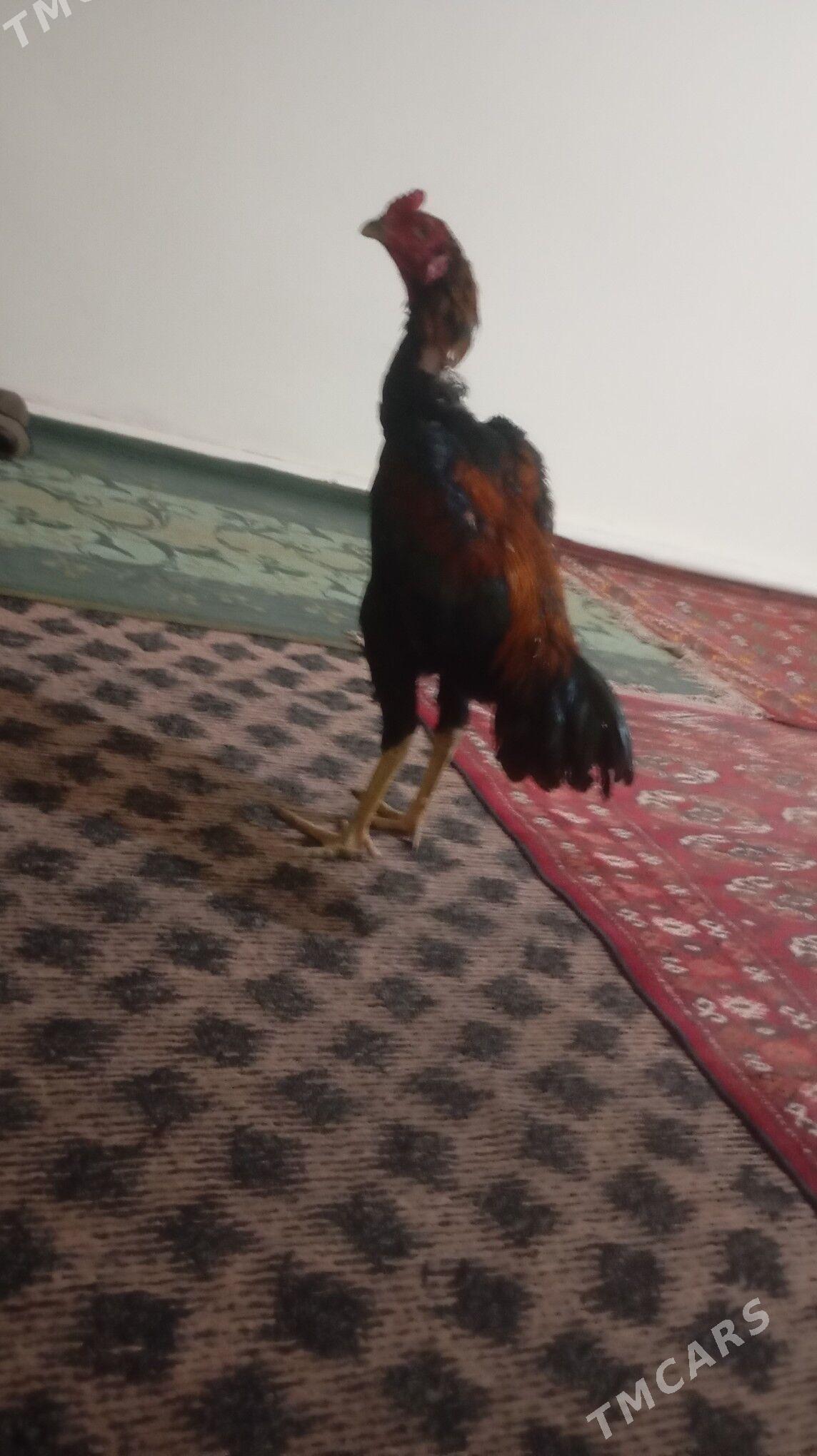 horoz - Гурбансолтан Едже - img 1