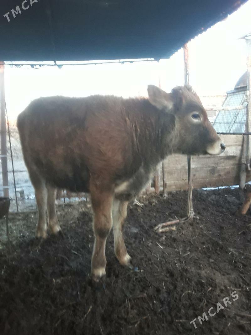 tüwe - Бабадайхан - img 1