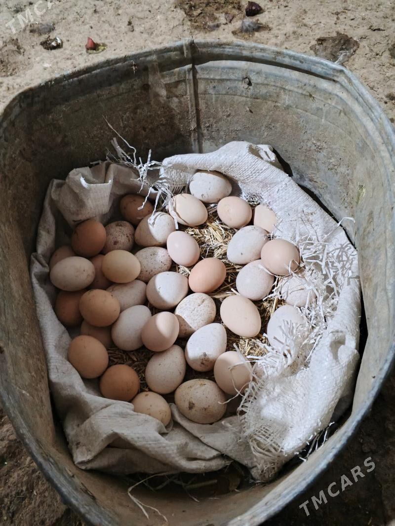 indug yumrtga - Daşoguz - img 1