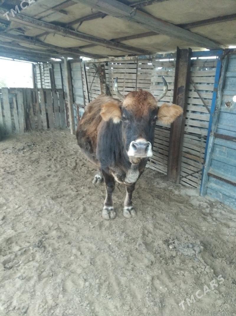 Bogaz sygyr - Türkmenbaşy - img 1