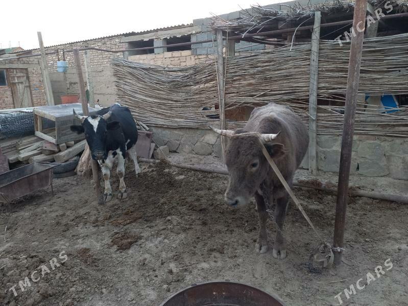 okiz - Bereket - img 1