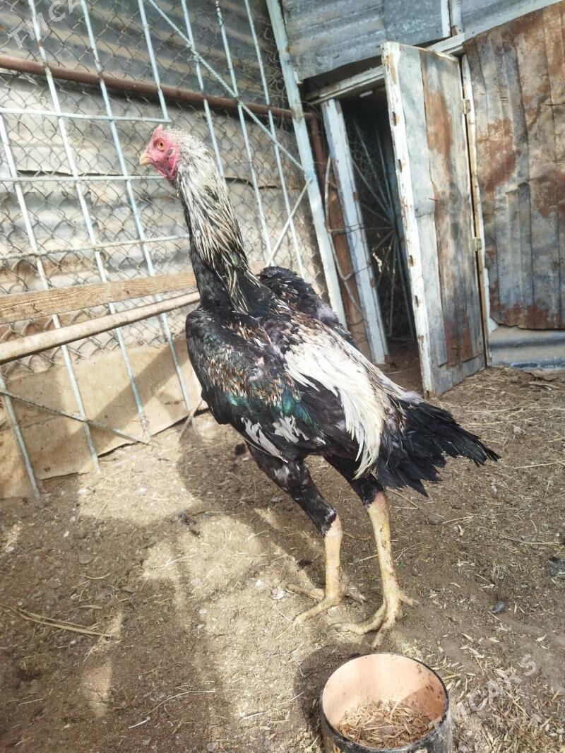 bayes - Векильбазар - img 1