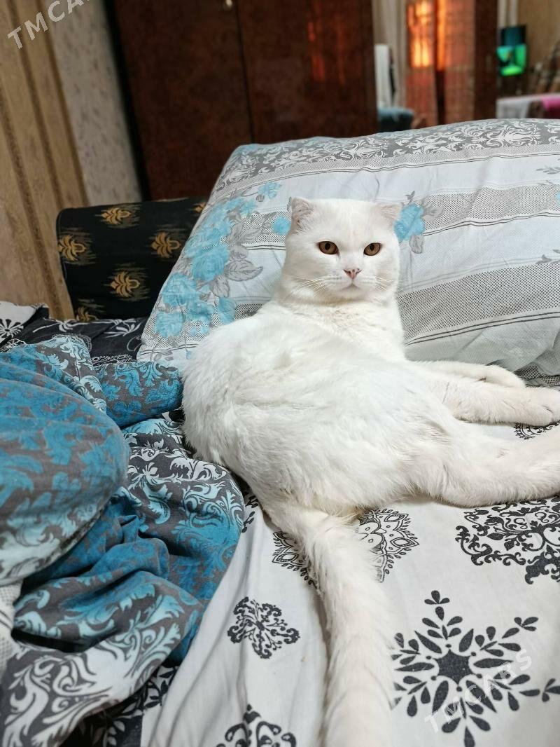 на вязку кота - Aşgabat - img 1