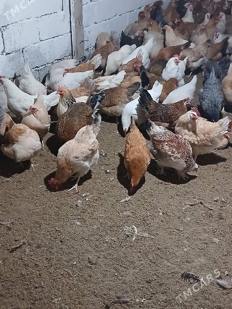 towyklar - Бахарден - img 1