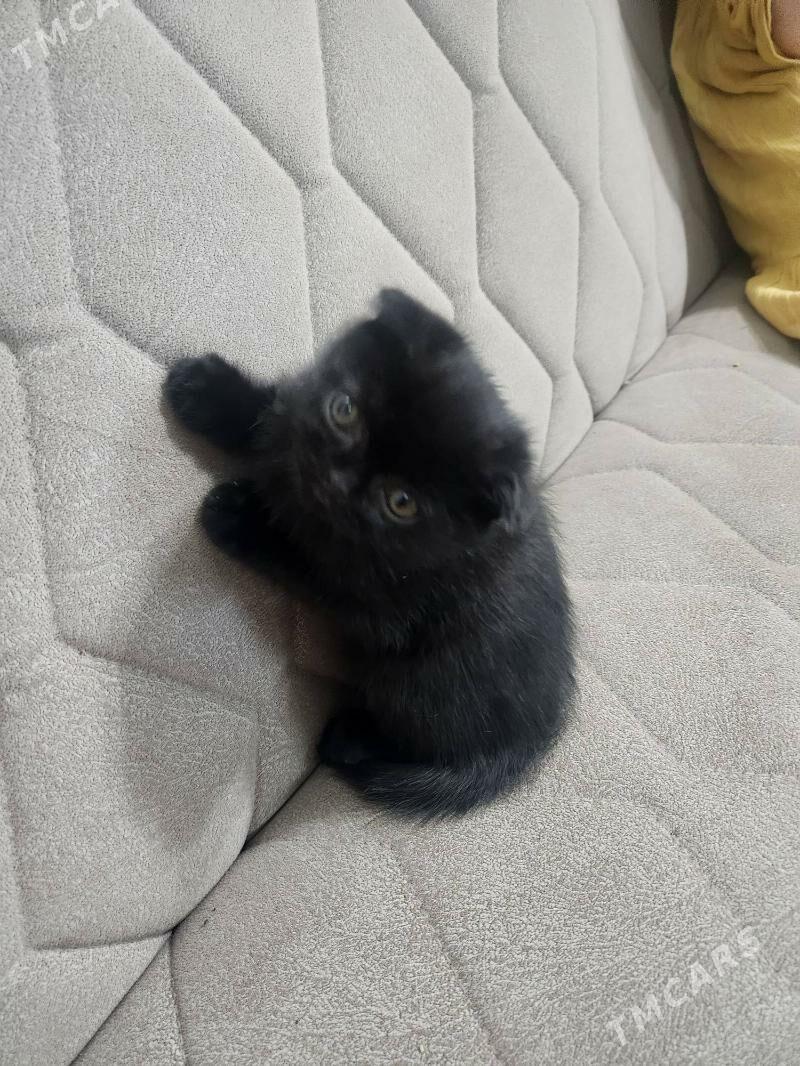 Шотландский шоколадный - Ашхабад - img 1