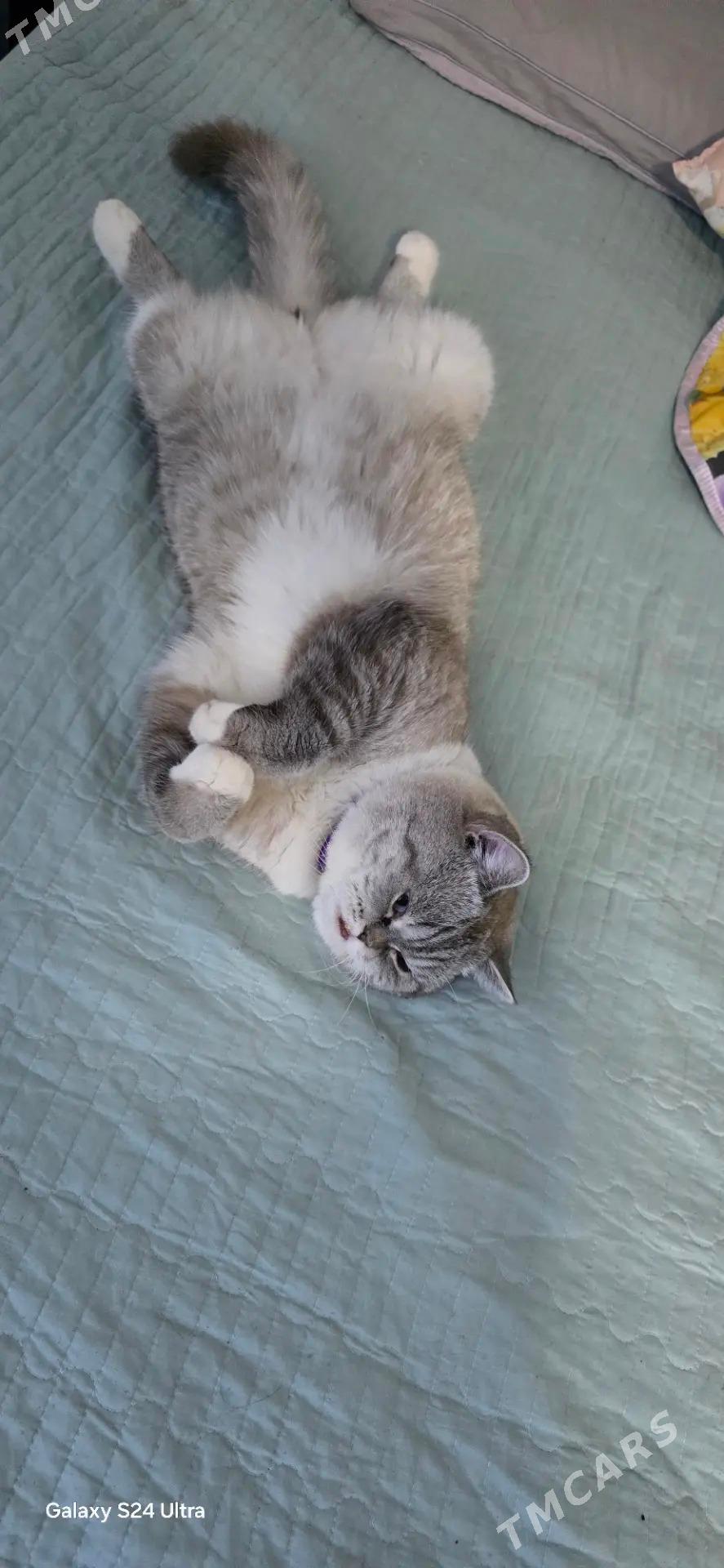 Pişik (Luna) - Туркменабат - img 1