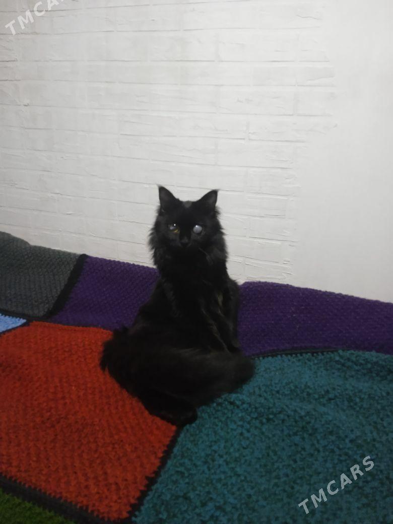 Пропала кошка - Türkmenabat - img 1